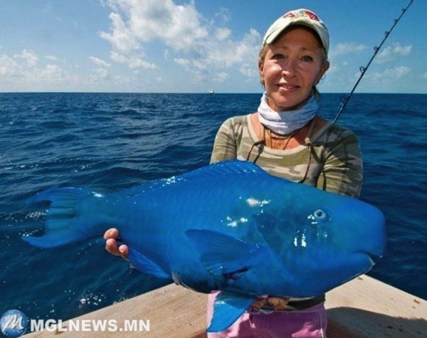 Синяя рыба-попугай. животные, природа